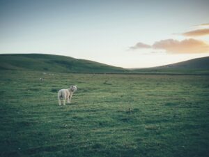 Photo of a single sheep in a vast field