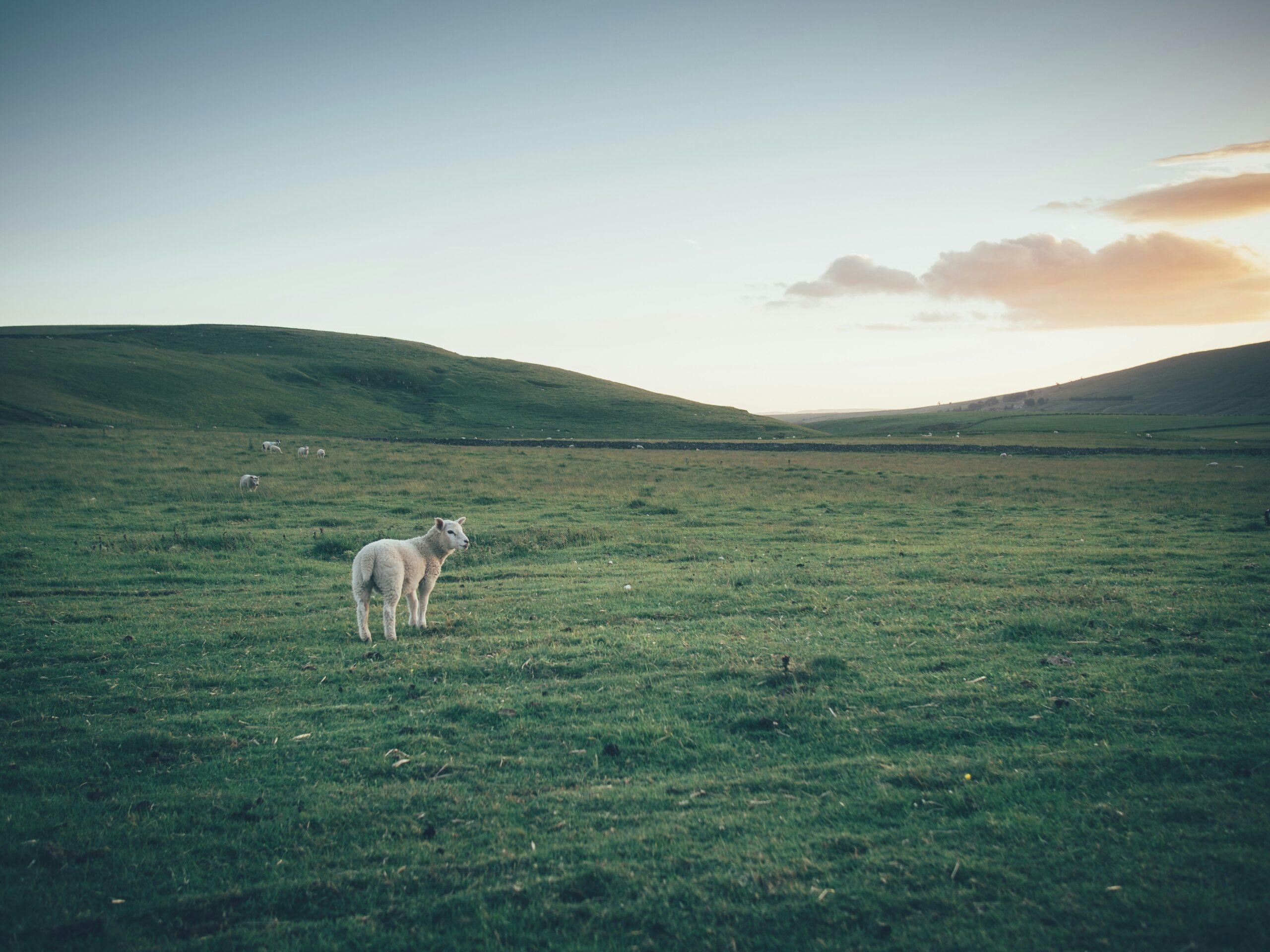 Photo of a single sheep in a vast field