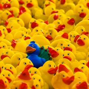 One rubber peacock in a sea of rubber duckies