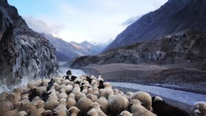 A flock of sheep being shepherd across a valley