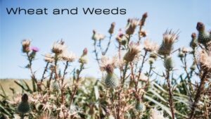 A field of thistles against a pale blue sky